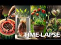 TOP 55 most beautiful timelapse Ive ever seen    greentimelapse  gtl  timelapse