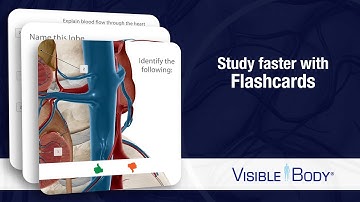 Visible Body | Flashcards — Use Explore Mode