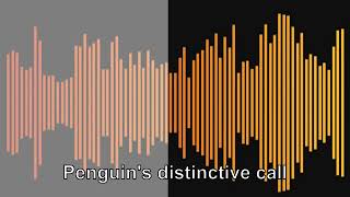 Random Bird Calls Compilation 9 | Sound Effect