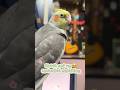 my favourite tunes🎶 #cockatiel #bonding #viral #shorts