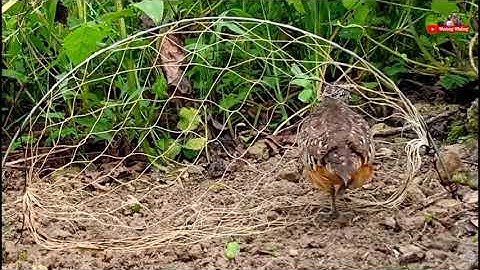 bẫy cút rừng bằng cung lưới #bẫycút #bẫychim #giảitrí #luoibaycut #cungbaycut #luoichim... #shorts