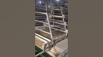 A type manure removing system, belt kind. #poultry #chicken #egg
