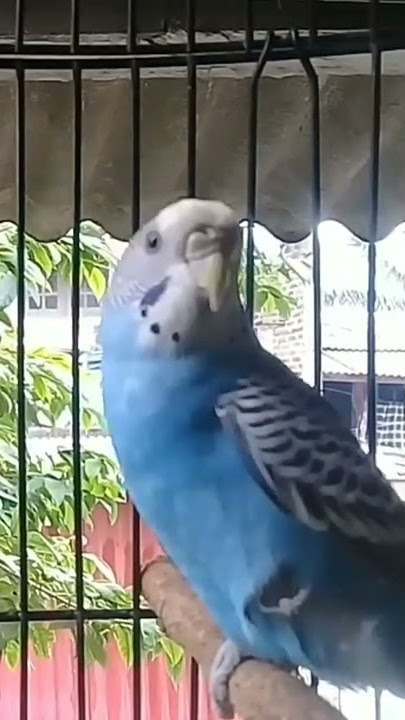 suara parkit kuning gacor