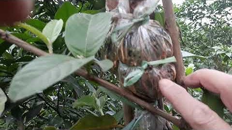 Chiết cành Cam, bưởi... theo phương pháp cải tiến - THU QUẾ FARM