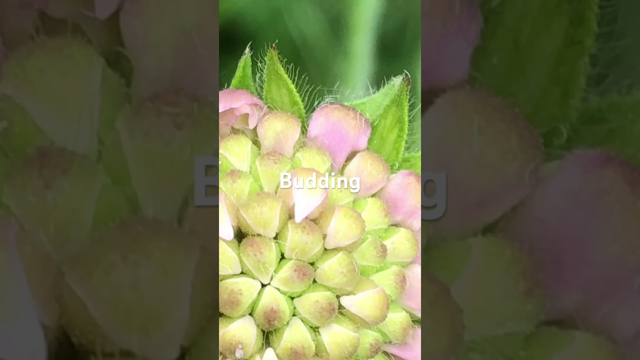 Scabious flowers life cycle 