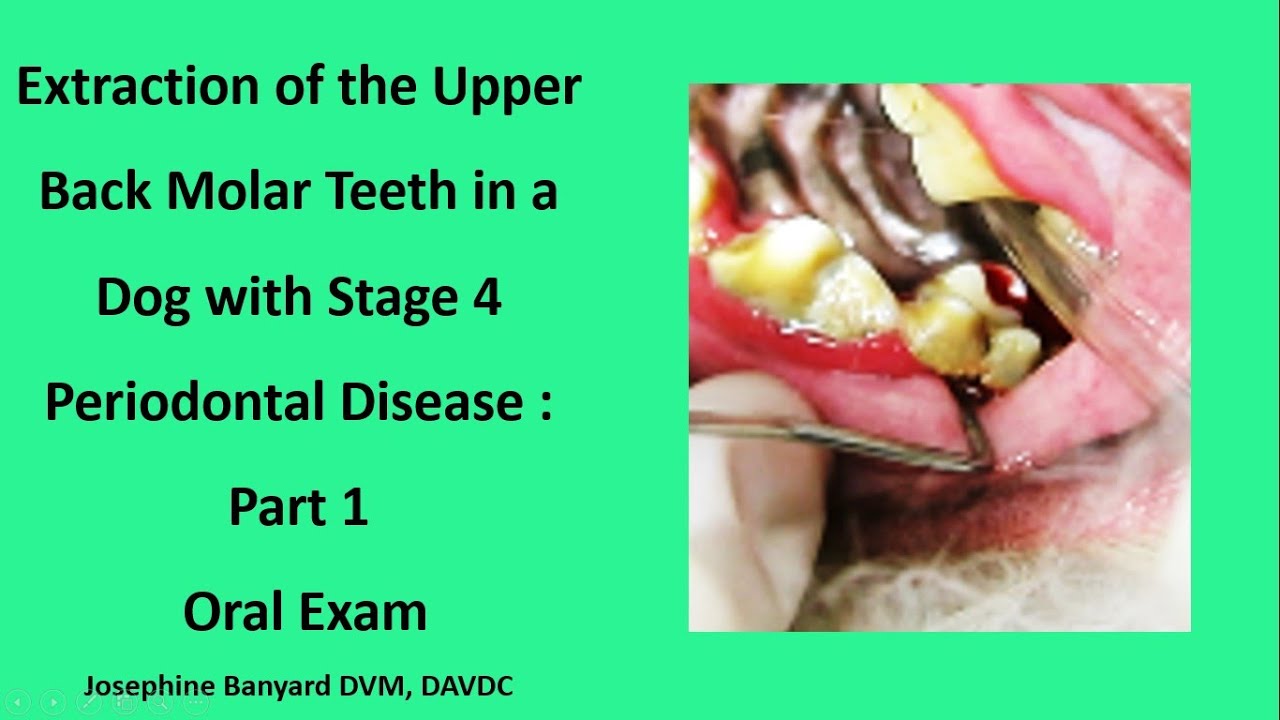 Dog Periodontal Disease Stage 4 Treatment - Captions Save