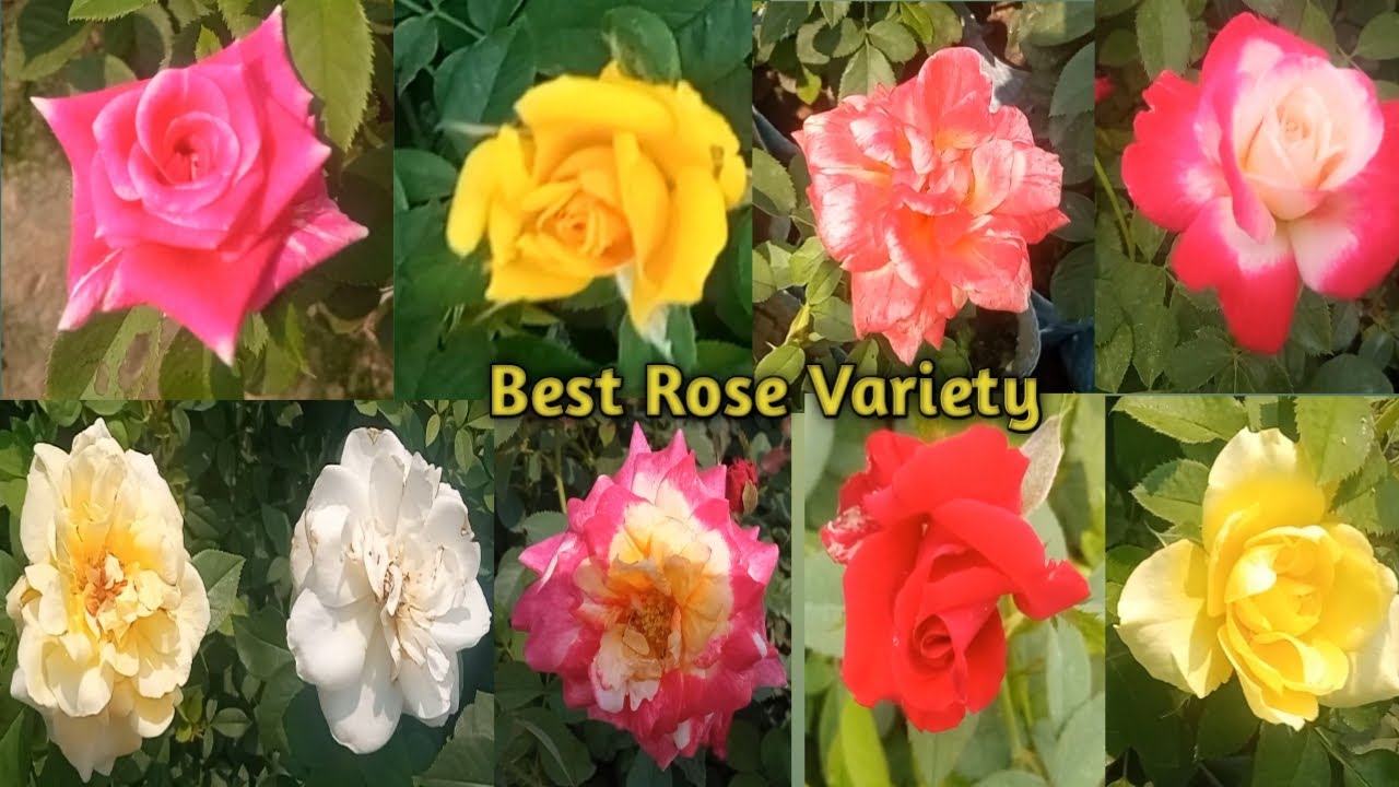 Rose Rose flower Rose variety Rose garden YouTube