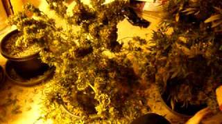 http://budbook.org Harvest--second plant