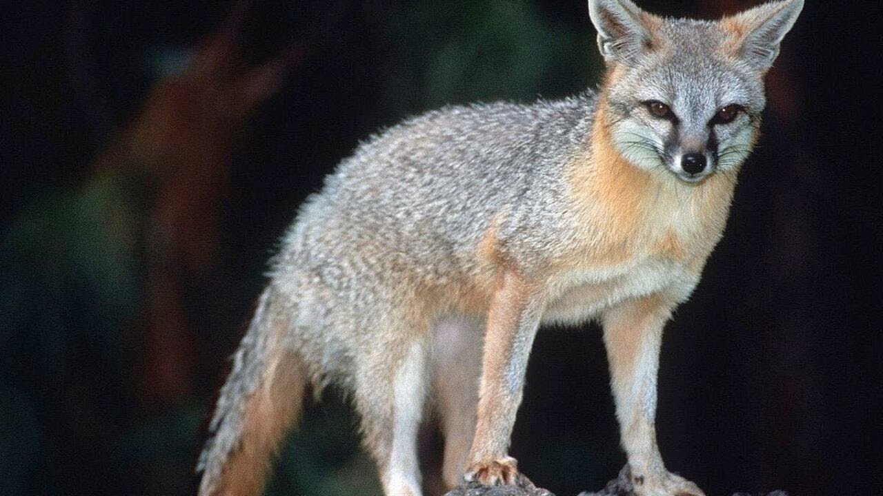 Warning issued after rabid fox bites child in Fayette County