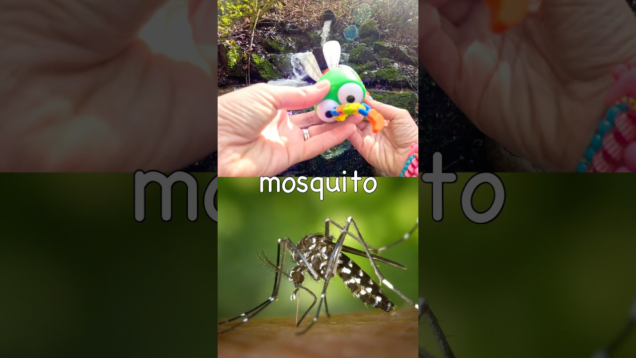 Kids Learn | Insect Bug Names at the Waterfall: Slug Ant Mosquito Tarantula Earthworm