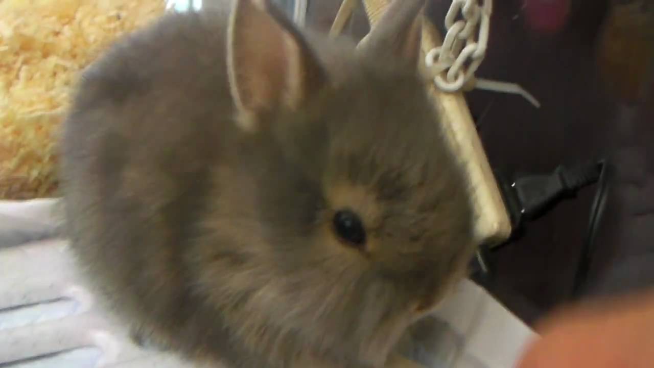 ライオンラビットの赤ちゃん カテゴリー 赤ちゃん