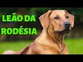 O ataque e o temperamento do leo da rodsia  rhodesian ridgeback tudo sobre a raa