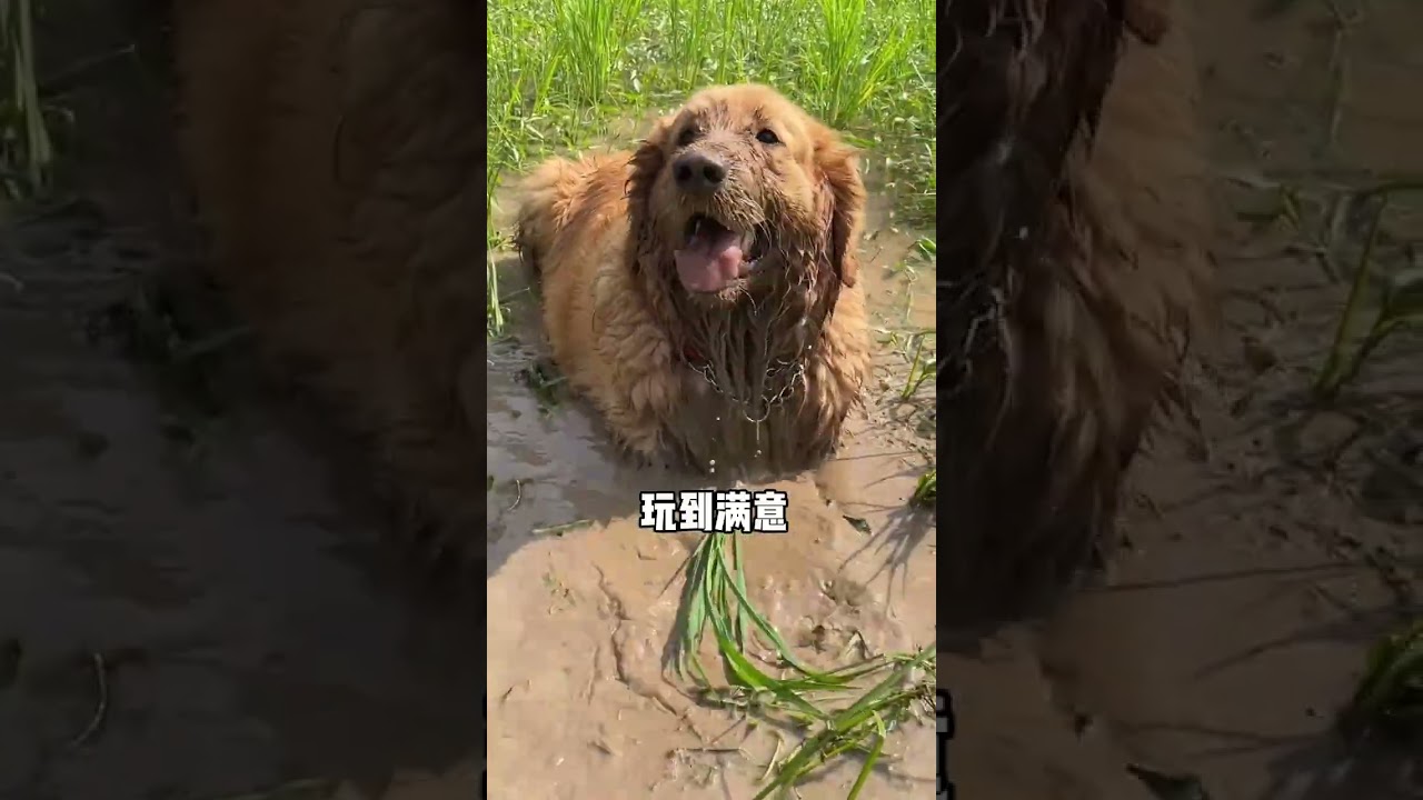 If it wants to play, let it play. Fantastic animals on TikTok Golden Retriever My rural life The