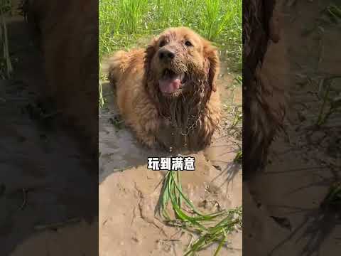 If it wants to play, let it play. Fantastic animals on TikTok Golden Retriever My rural life The