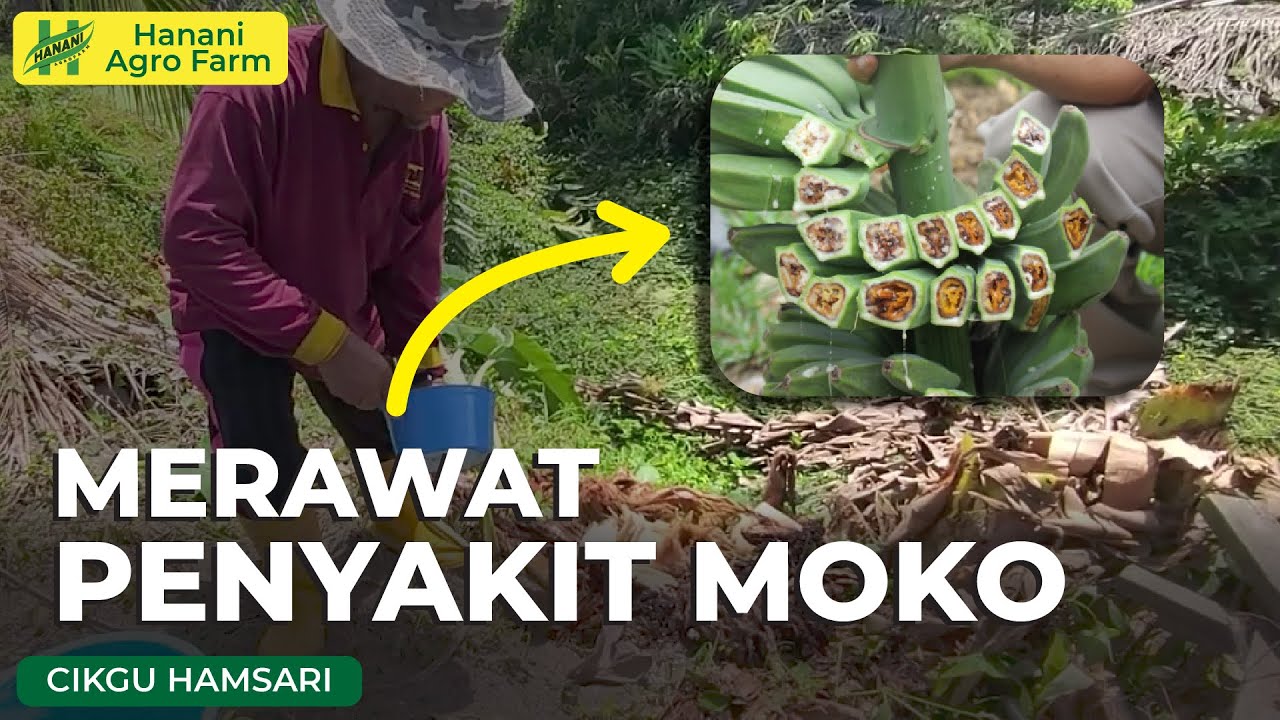 Rawat Moko | Pokok Pisang | Hanani Agro Farm