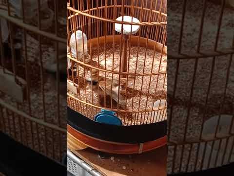 mongolian lark from tasik haruka nevadan