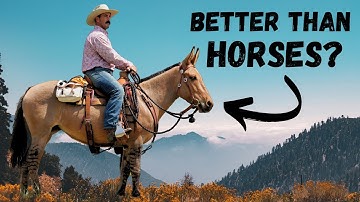 Top 5 Reasons Mules Are Better Than Horses