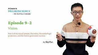 Neuroscience Course - Episode 9–2 Vision
