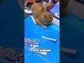 Собака и кошка, которые не расставались 🐶🐱 #животные #милыеживотные
