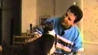 Говорящие коты - Talking cats Говорящие коты - Talking cats