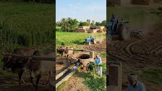 Punjab Village Life, Punjabi Culture Punjab Pakistan, cfti
