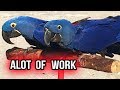 WHAT'S LIKE TO HAVE TWO HYACINTH MACAWS AS PETS! Exotic Birds