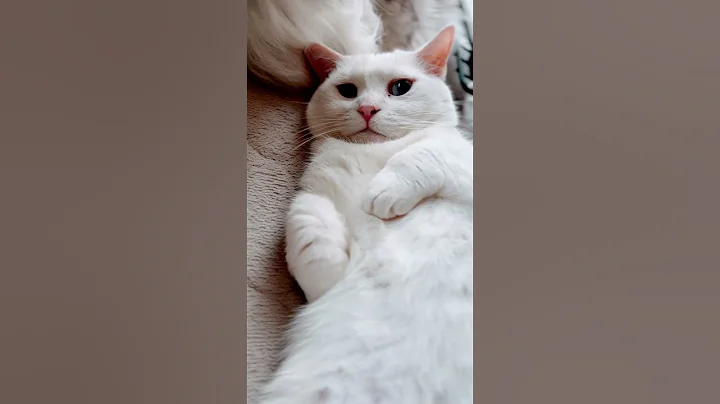 Watch the video about #cat #munchkin #chinchillagolden #maniecoon #kitten #baby #JAPAN