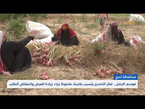 تعثر تصدير البصل يتسبب بكساد ملحوظ في لحج جراء زيادة العرض وانخفاض الطلب | تقرير: سامح عبد الوهاب