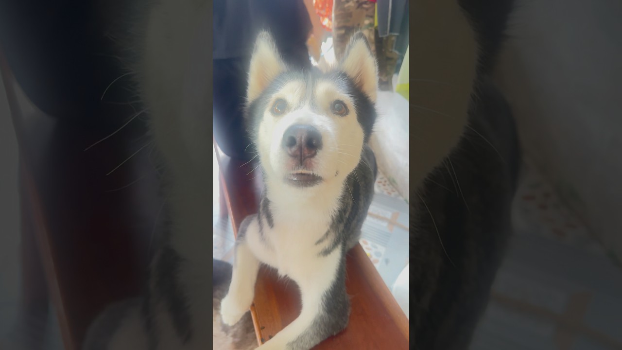 Mắt xin ăn của Bắp #dindinvabap #husky