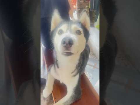 Mắt xin ăn của Bắp #dindinvabap #husky