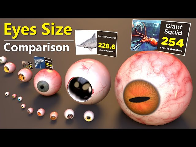 Eye Size Comparison | Monster Eyes size comparison class=