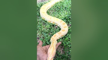 BURMESE Python handling outside. #reptiles #burmesepython