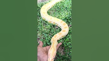 BURMESE Python handling outside. #reptiles #burmesepython