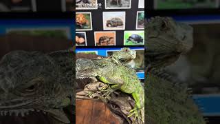 Top 5 Exotic Pets for Beginners! 🦜🐢🦎 ⭐| Karnataka Aquarium