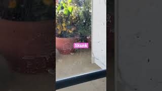 #skunks #skunkstripe #skunksquad