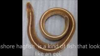 Celebrity Let's meet .... Inshore Hagfish !!! Wealth