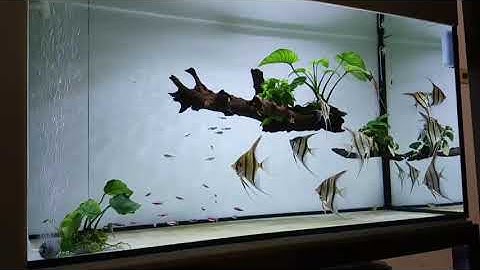 Bể cá thần tiên ai cập