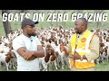 How To Manage And Raise Goats On ZERO Grazing
