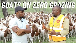 How To Manage And Raise Goats On ZERO Grazing