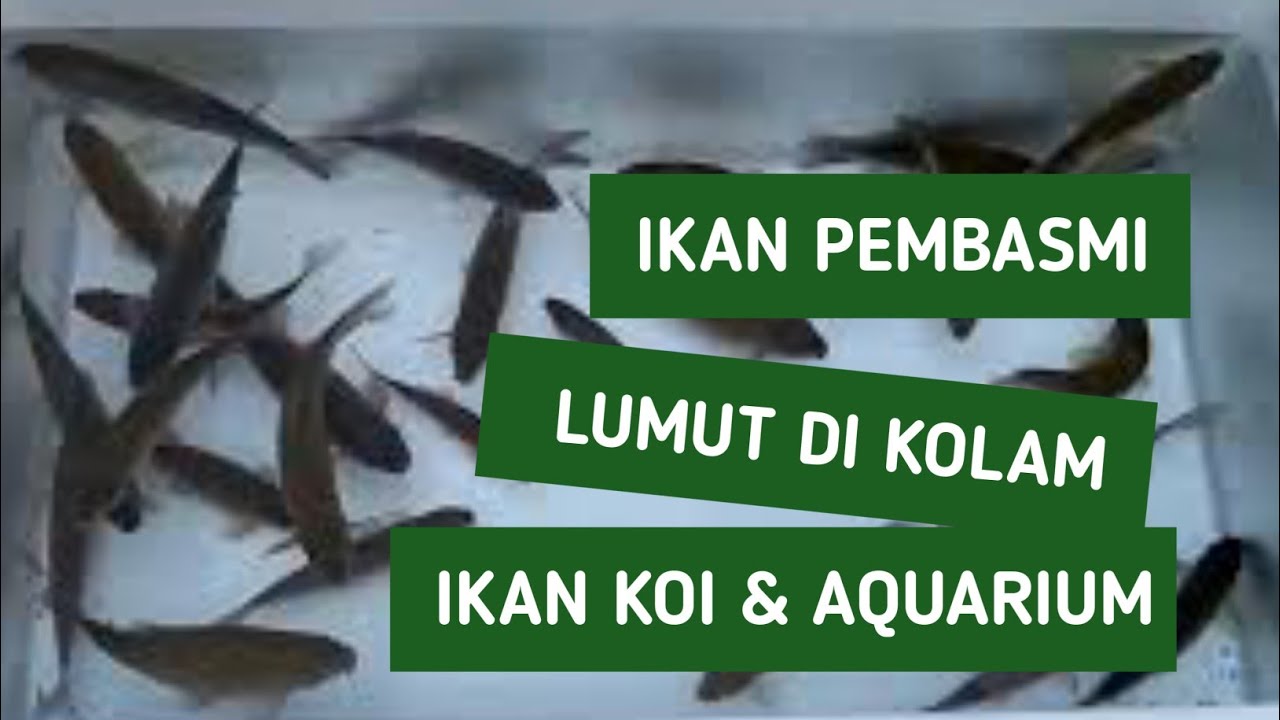 Cara Mengatasi Kolam Ikan Koi Berlumut Secara Alami Youtube