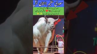 Saudi Arabia’s Biggest Bull 🐂✨#BigBull #SaudiArabia #BeautifulBull #AllahKiQudrat #MashaAllah