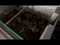 Wild deer captured and hung alive