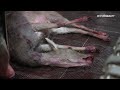 Wild deer captured and hung alive