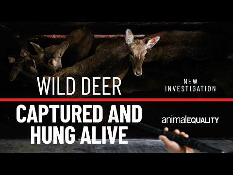 Wild deer captured and hung alive