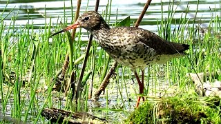 Кулик Травник или Красноножка, Common Redshank