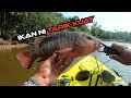 #84- Casting Siakap Liar Guna Udang Hidup- Kayak Fishing Malaysia