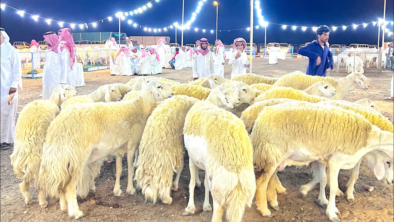 تغطية ملتقى القصيم الاول لنوادر الاغنام الحريه بعقلة الصقور الجمعة ١٤٤٤/٣/١٨ هـ