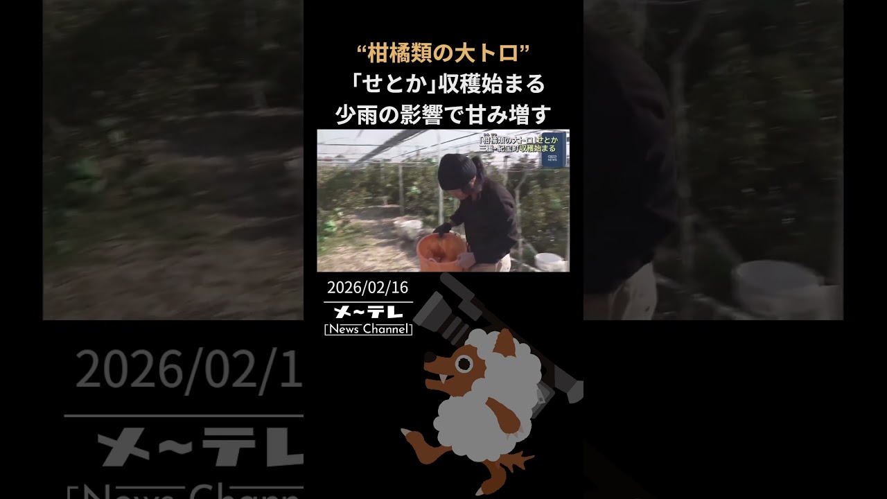 柑橘類の大トロ“ 「せとか」の収穫始まる 三重・紀宝町の果樹園、少雨