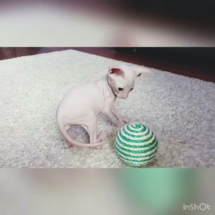 Донской сфинкс-лысая кошка! - YouTube