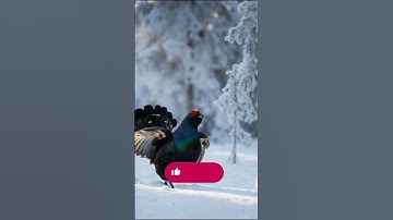 Capercaillie SURVIVAL SECRETS at - 40°C! #Nature #WildBirds #shorts